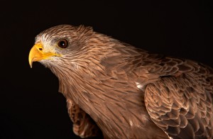 Birds of Prey Photography