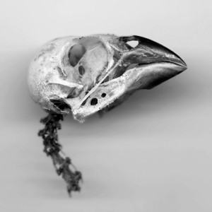 English Sparrow Skull 2