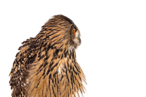 Eurasian Eagle Owl Portrait