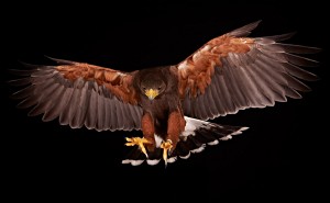 Harris-Hawk-Flying