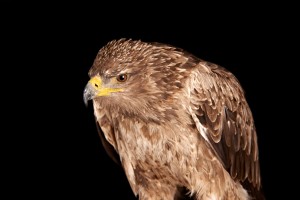 Tawny-Eagle-3