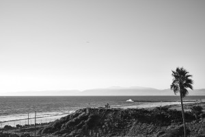 Manhattan Beach Tree